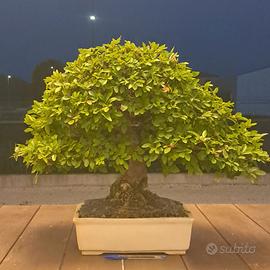 Bonsai olmo