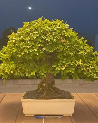 Bonsai olmo