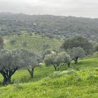 Terreno agricolo con oliveto. (PREZZO TRATTABILE)