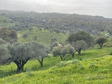 Terreno agricolo con oliveto. (PREZZO TRATTABILE)