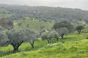 Terreno agricolo con oliveto. (PREZZO TRATTABILE)