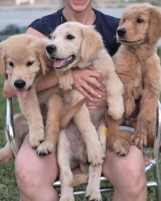 Cuccioli di Golden Retriever