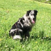 Cane meticcio Pastore Australiano e Lagorai