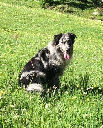 Cane meticcio Pastore Australiano e Lagorai