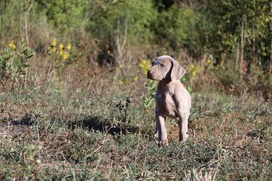 Weimaraner cuccioli