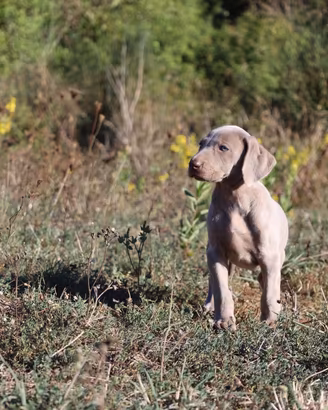 Weimaraner cuccioli