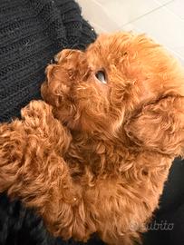 Barboncini toy miniyoy tea cup