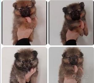 Spitz pomerania + spitz kleinspitz cuccioli