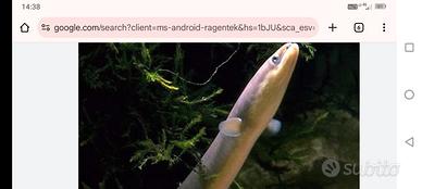 Anguille pesci anguillotti