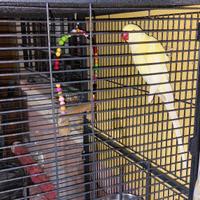 Parrocchetto dal collare pallid turquoise