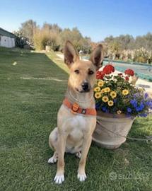 Dolcissima cagnolina in adozione