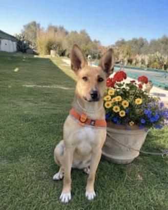 Dolcissima cagnolina in adozione