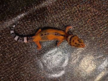 Geco leopardino