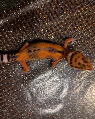 Geco leopardino