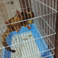 Petauro dello zucchero con gabbia