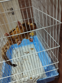 Petauro dello zucchero con gabbia