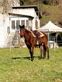 cavalla Irlandese 