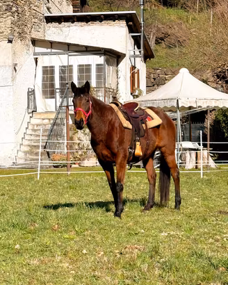cavalla Irlandese 