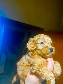 Cucciolo barboncino toy red