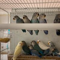 Allevamento cede inseparabili giovani