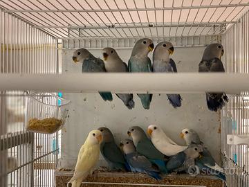 Allevamento cede inseparabili giovani