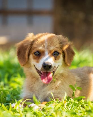 Cucciola Corgi Pembroke femmina