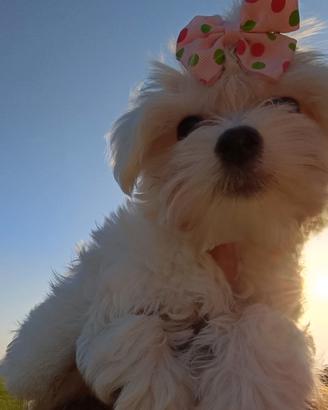 Cucciola di Maltese Toy