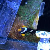 Pesce pagliaccio clarky