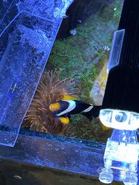 Pesce pagliaccio clarky