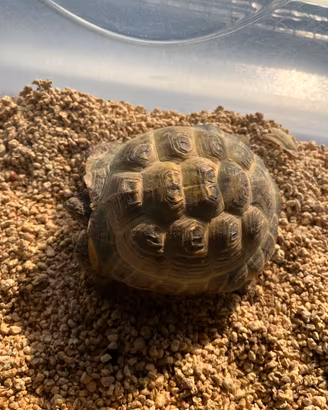 Tartaruga
