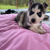 Cuccioli Siberian Husky