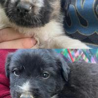 Cuccioli di meticci