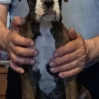 Boxer cuccioli