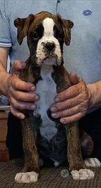 Boxer cuccioli