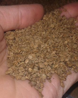 NOCCIOLINO,SANSA e GUSCIO DI MANDORLA