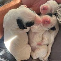 Cuccioli di setter inglese