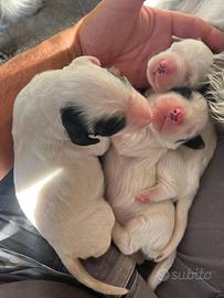 Cuccioli di setter inglese