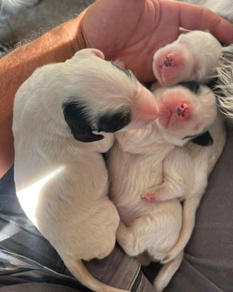Cuccioli di setter inglese