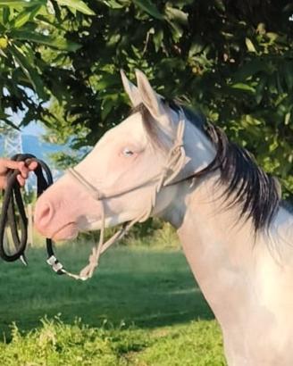 cavallo quarab 2 anni intero 