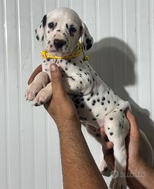 Dalmata