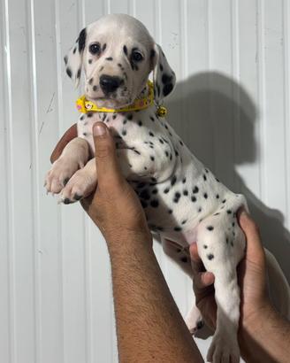Dalmata