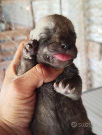 Cuccioli Lupo Cecoslovacco