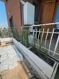 equiseto hyemale, palustre equisetum, canne, bambo