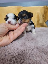 Cuccioli yorkshire biewer
