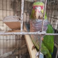 Amazzone vinacea pappagallo