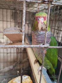 Amazzone vinacea pappagallo