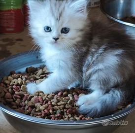 Cucciolo di angora