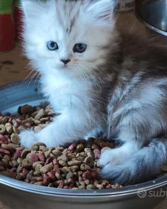 Cucciolo di angora