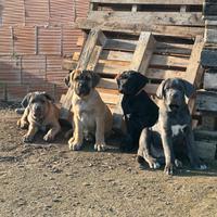 Cane Corso Italiano