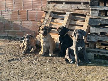 Cane Corso Italiano
